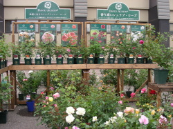 06-13花ファスタ (2).JPG