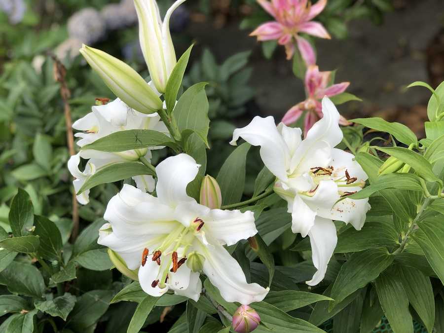 ユリの開花 ダイアンサ シークレット品種 今日のできごと 楽天ブログ