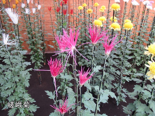 伊勢菊・丁子菊・嵯峨菊花壇