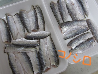 H25.6.30　コノシロ♪