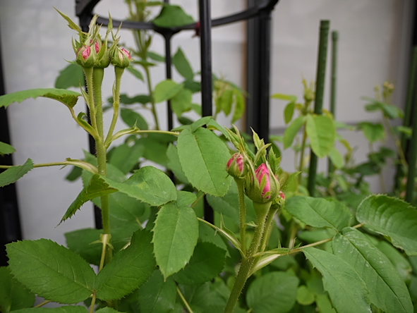 ヨーランド・ダラゴン