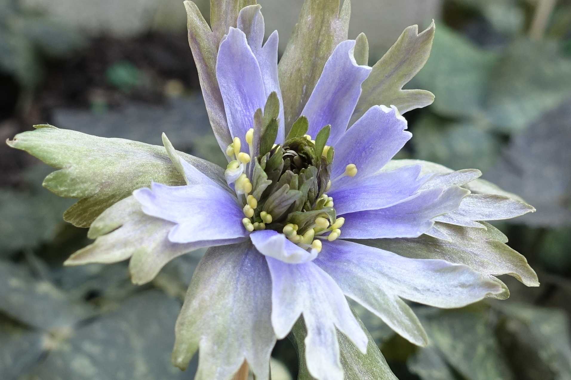 ユキワリイチゲ３段花 開花から今日まで バラと山野草 楽天ブログ
