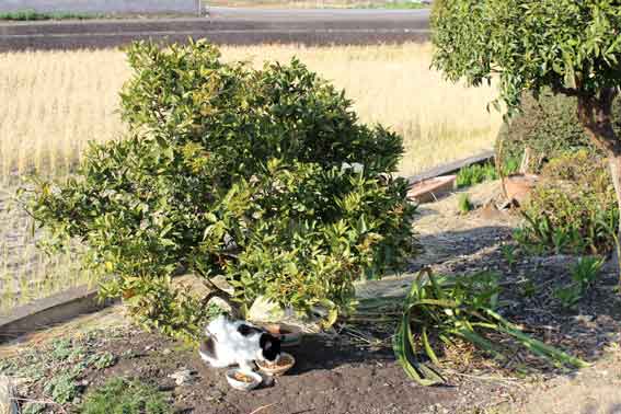 我が家のニャンコ♪2013/12/20-4