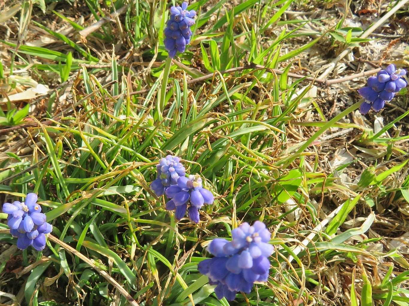 詐欺メールご注意 載せ遅れた花はムスカリ コデマリ だい のひとりごと 楽天ブログ