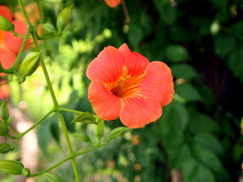 ノ-ゼンカズラの花一輪枝付き