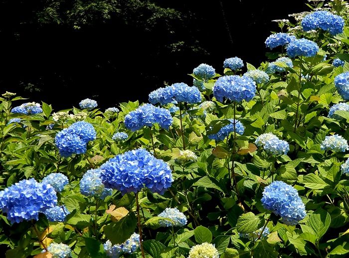 森林植物園訪問 百四十一回目（6/20） その2 北苗畑の2