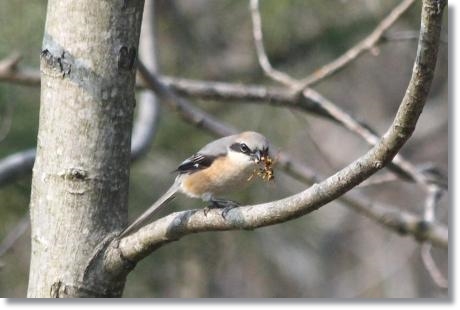 健民海浜公園-6 モズ・オス 14.3.17