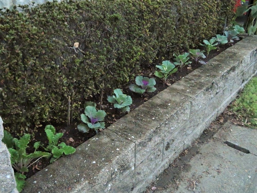 525