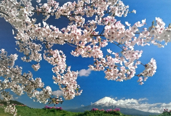 富士と桜(1).JPG