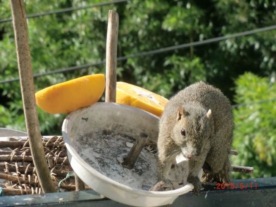 リスとすけちか祭り 009.jpg