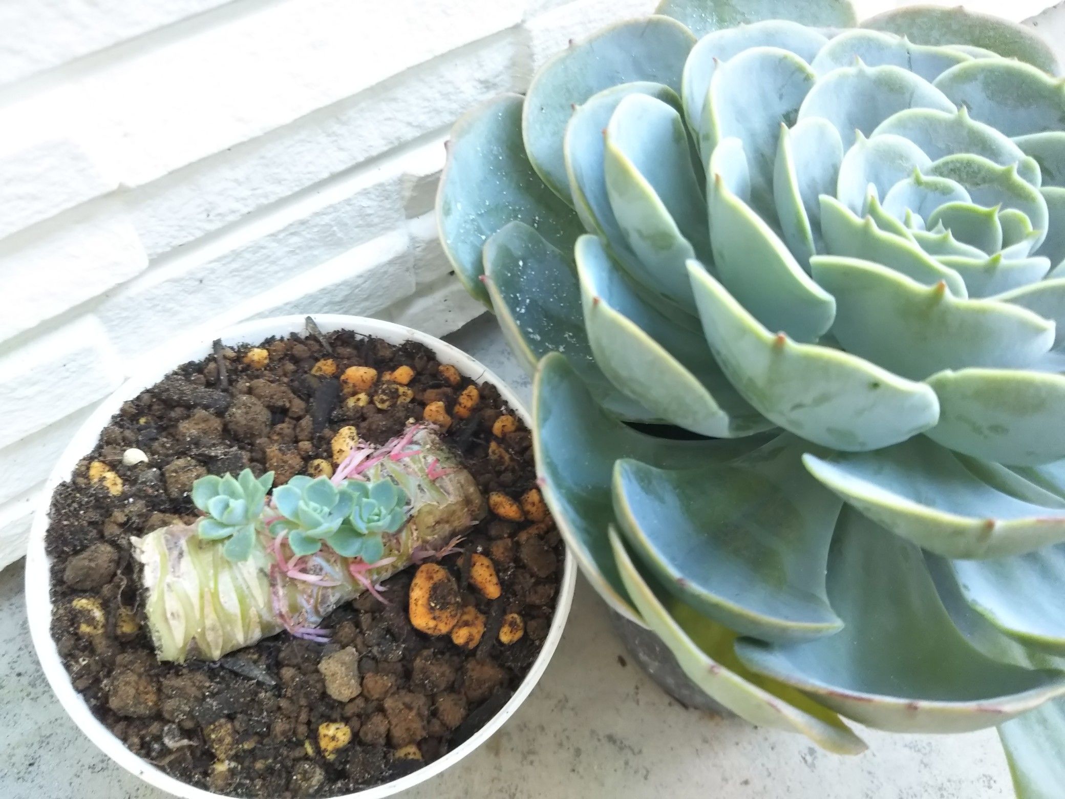 多肉植物 七福神]の記事一覧 | 多肉植物の成長記録 主に七福神
