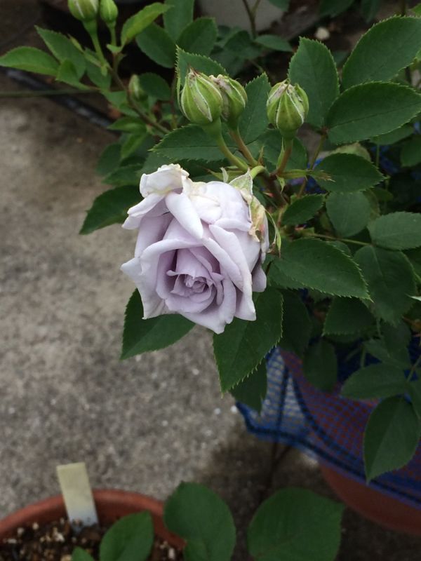 rblog-20140514112139-01.jpg