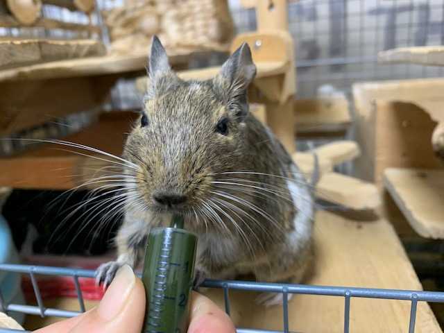 なんか変な感じ デグーと金魚に癒されちゅう 楽天ブログ