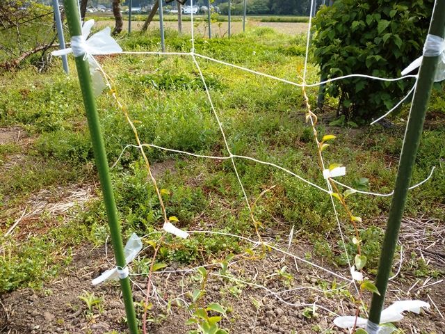 オカワカメ オカノリ オカヒジキが揃い踏み 青パパイヤと家庭菜園日記 楽天ブログ オカワカメ オカノリ オカヒジキが揃い踏み 青パパイヤと家庭菜園日記 楽天ブログ