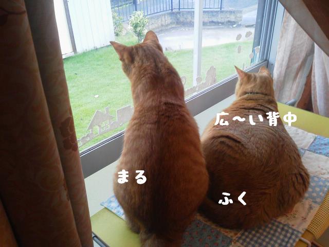広い背中