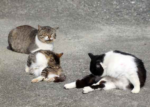 我が家のニャンコ♪2014/02/17-2