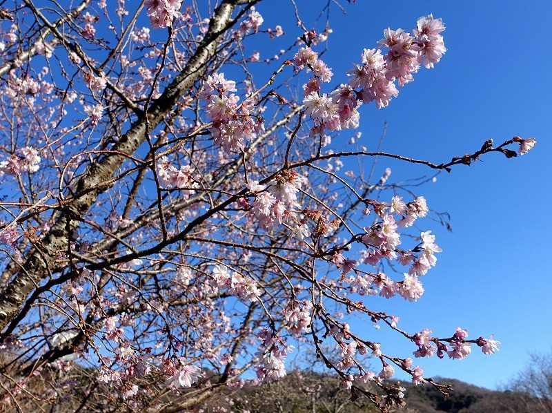 12月27日 今日の一花 その２ ジュウガツザクラ 十月桜 Gazengamaのブログ 散歩中に出合った花と趣味の陶芸作品 楽天ブログ