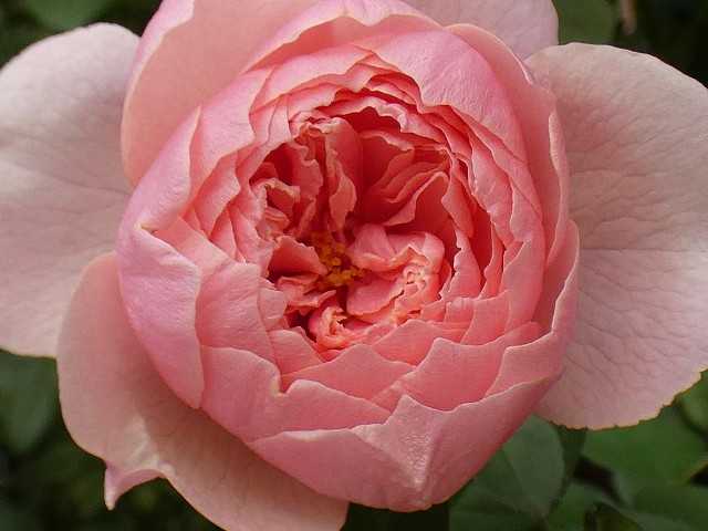 秋の美しいバラ ジアレンウィックローズ オリジナルの実生苗 ピンクサクリーナ クリーミーエデン つるミミエデンなど バラの美と香りを求めて 楽天ブログ