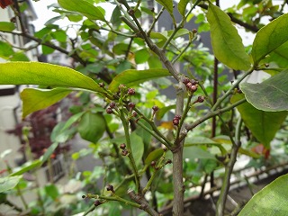DSC03776.jpg
