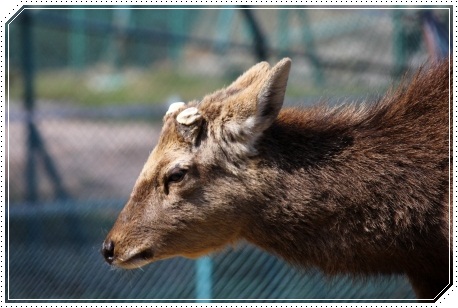 森林公園-18 ニホンジカ-1 13.3.24