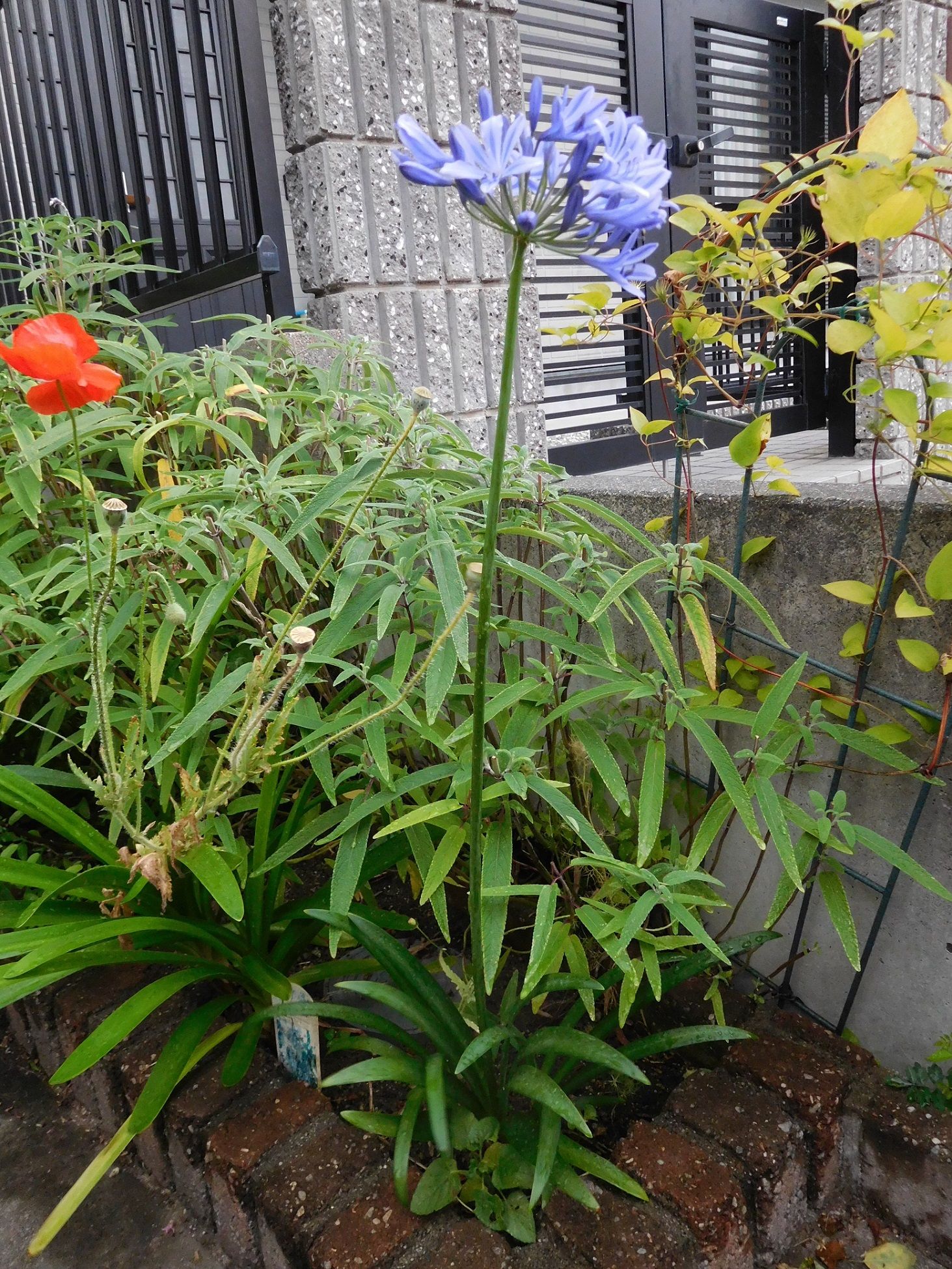 三年目にしてアガパンサスが咲く ｔｅａ ｇａｒｄｅｎ ちょっとひとりごと 楽天ブログ