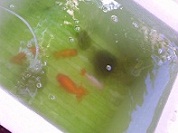 らんちう親魚、注水後