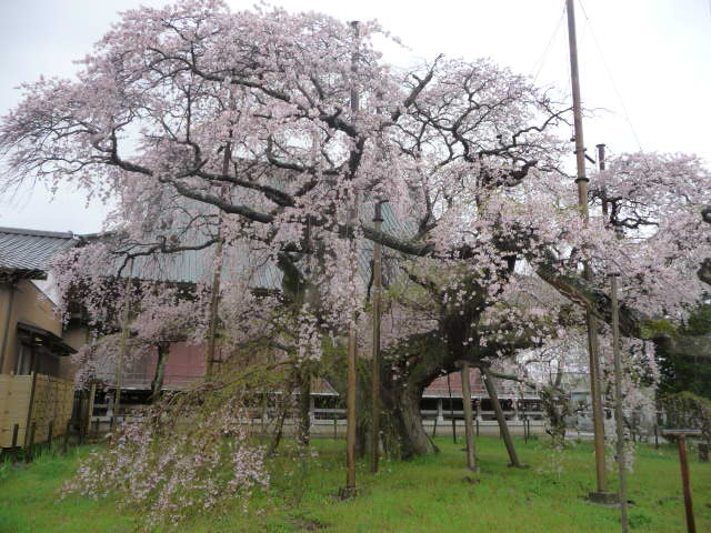 460 しだれ桜