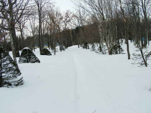 2017-03-08mori (1).JPG