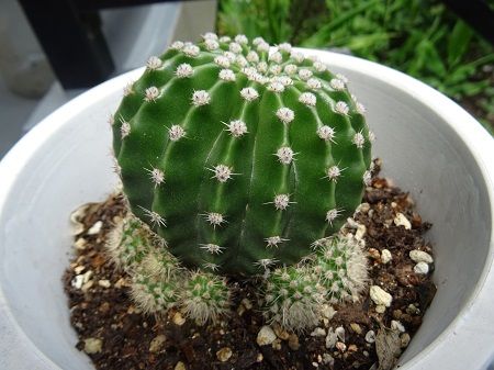 サボテン こぶちっこ日記 楽天ブログ