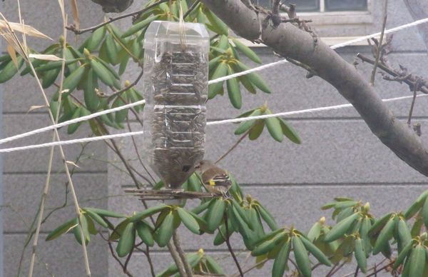 コカワラヒワ.jpg