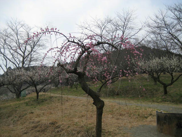 IMG_7837.JPG