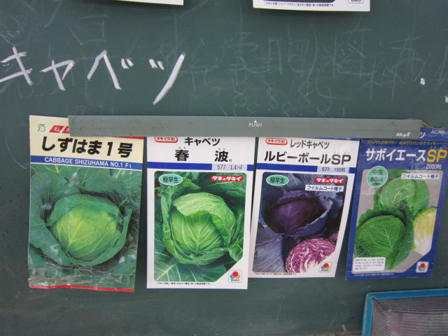 20120908キャベツ各種.jpg