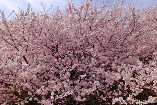 DSCF2131.jpg