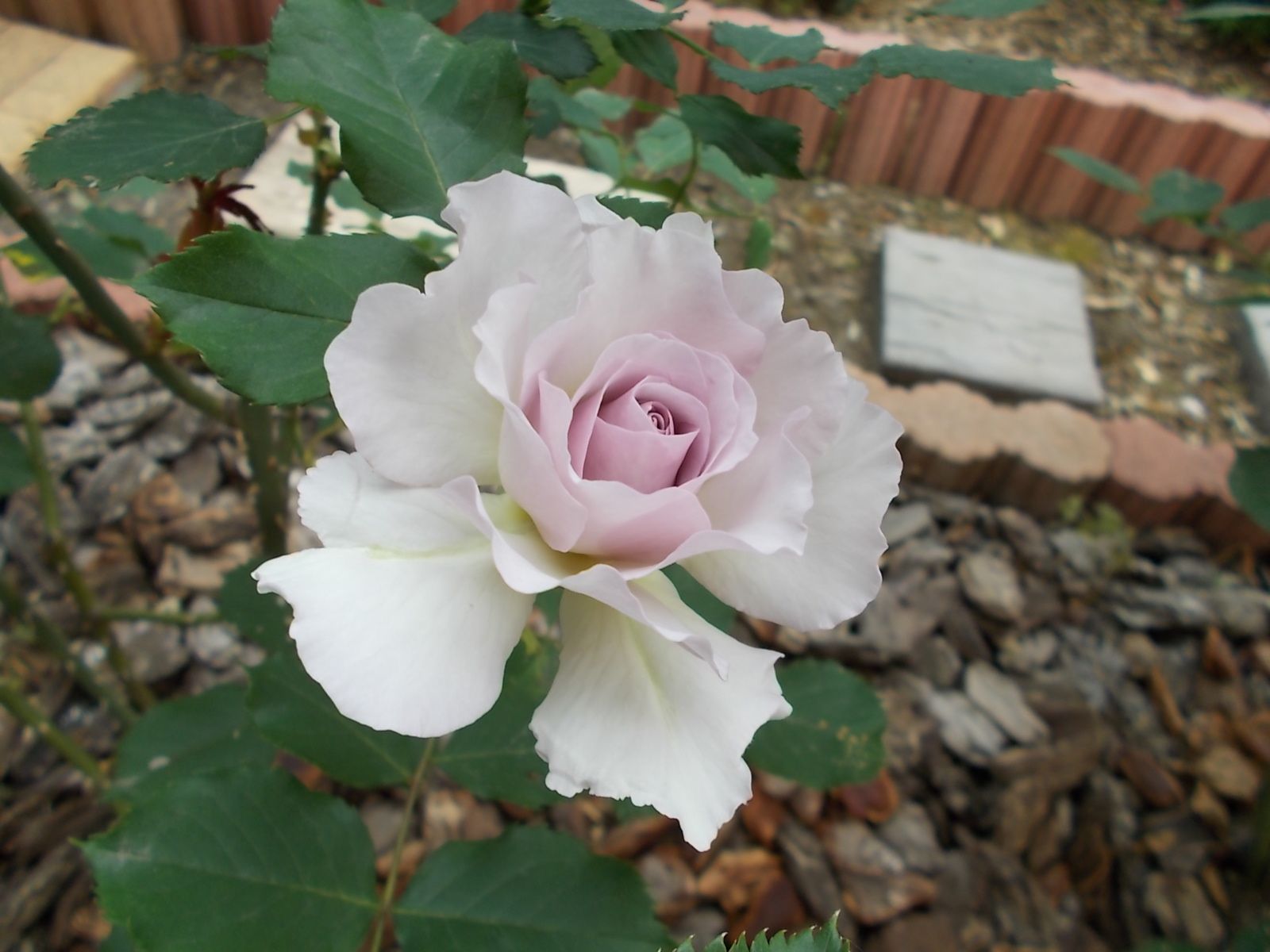ニューウェーブ 品種紹介 バラを咲かせることが好き 楽天ブログ