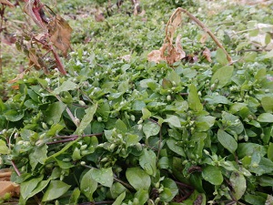 P1070044.JPG