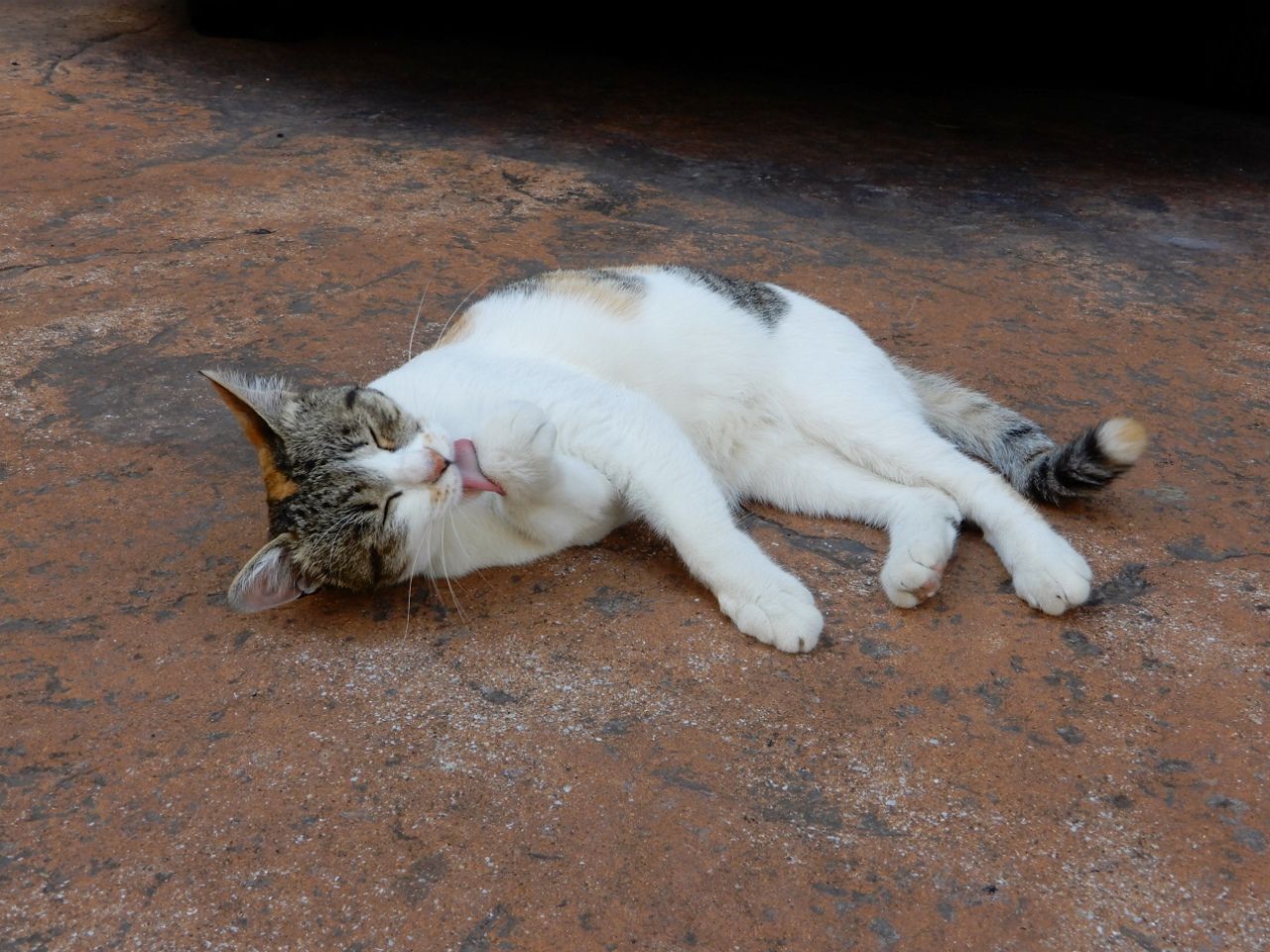 梅雨の中休みの猫たちの様子は の巻 人さまのネコ 楽天ブログ