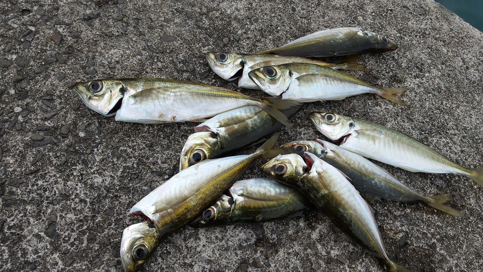 サビキで鯵 佐渡の生活 楽天ブログ