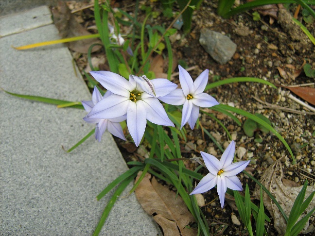 花ニラ