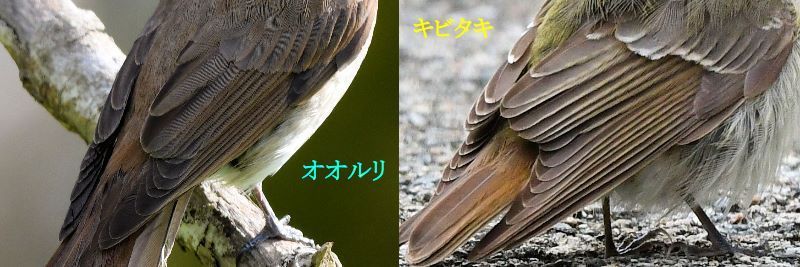 オオルリとキビタキ メスの比較（身体編）～オオルリ～ | まみきびのブログ - 楽天ブログ