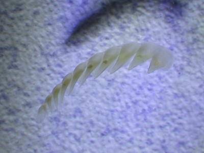 ムラサキヌタウナギ（Eptatretus okinoseanus）11　後列片側舌歯