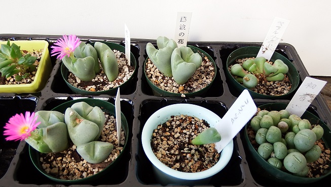 DSCF9672.JPG