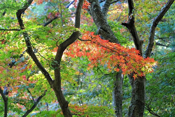 修善寺自然公園もみじ林