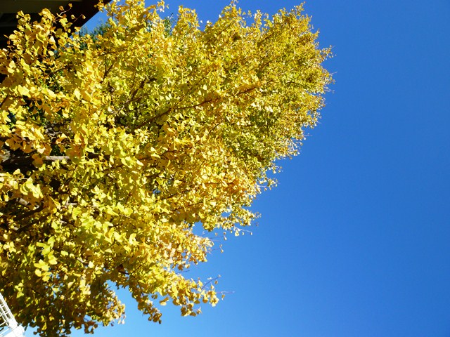 P1080412イチョウ.JPG