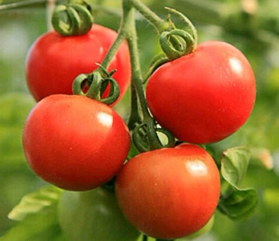 20160719ミニトマト19-2