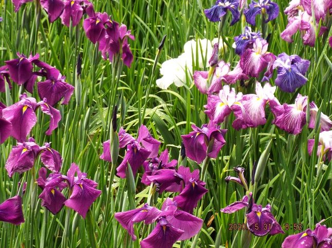 30万本の花菖蒲を見に大村まで 新しい駅にもなれて 老いてこそ勉強 楽天ブログ