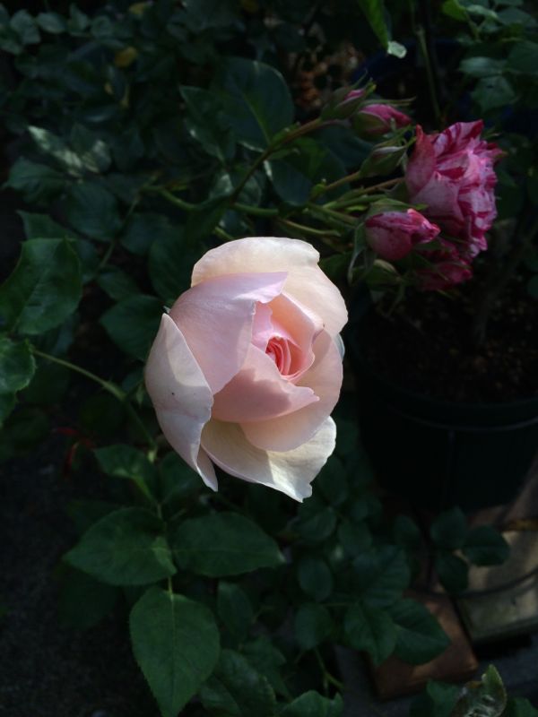 rblog-20140519111654-00.jpg