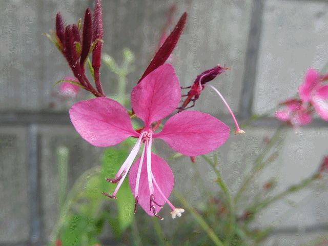ガウラの花より～白蝶草の花の方が似合うよね | おもいついた時に - 楽天ブログ