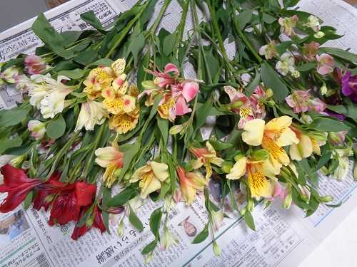 花卉農家支援のアルストロメリアの花 画像付 諏訪湖のほとり 山岡弘道ノート 楽天ブログ