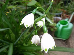 スズランスイセン