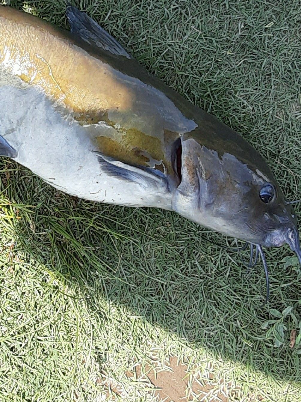 アメリカナマズを食べる 捌き方記載してます タカの管釣り釣行記 楽天ブログ